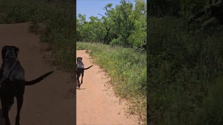 Hiking the Kiowa Trail with Dogs in Palo Duro Canyon State Park, Texas | Dog-Friendly Texas #hiking
